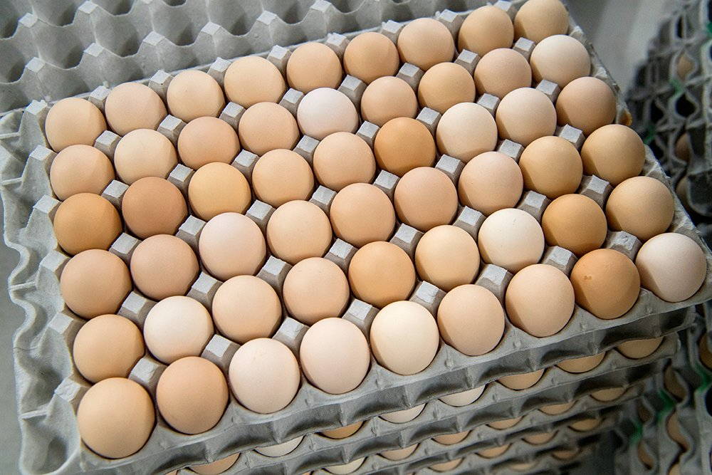 ⑧寒暖差60℃という厳しい環境でたくましく育った卵「あべ養鶏場」