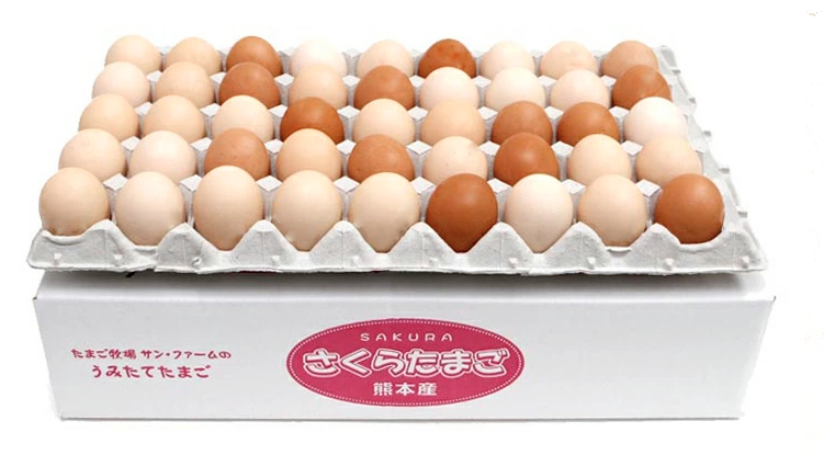 11.【熊本県】あっさり・すっきりとした味わいの新鮮卵「朝採りさくらたまご」